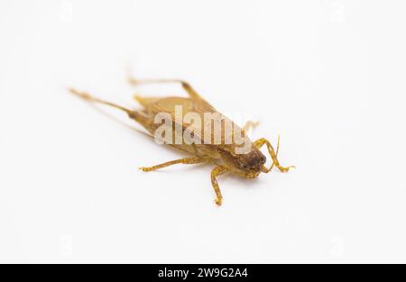 Brown false Jumping Bush Cricket - Hapithus luteolira è una specie di cricket della famiglia Gryllidae. Si trova in Nord America. isolato su bianco Foto Stock