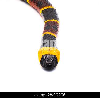 Serpente corallino orientale velenoso - Micrurus fulvius - primo piano macro di testa, occhi e pattern. Vista dorsale superiore isolata su sfondo bianco Foto Stock