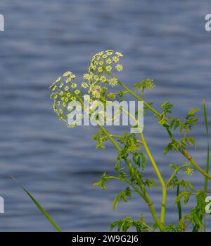 Cicuta maculata in fiore, fiore, fiore con fondo blu. una delle piante più tossiche del mondo. strettamente correlato alla Foto Stock