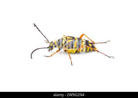 Zebra Longhorn Beetle - zebra Typocerus - nero e giallo con gambe rosse e arancioni. Ritaglio isolato su sfondo bianco. Vista laterale superiore Foto Stock