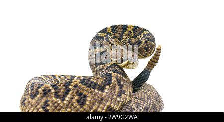 Il re di tutti i serpenti a sonagli del mondo, Crotalus Adamanteus, il rattler del Diamondback orientale, in posa sciopero di fronte alla fotocamera. ritaglio isolato su b. bianco Foto Stock