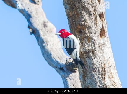 Picchio con testa rossa - Melanerpes erythrocephalus - arroccato su un albero morto con sfondo blu Foto Stock