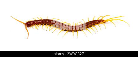 Grande centipede rosso con zampe gialle. Centipede della corteccia orientale - Scolopocryptops sexspinosus - isolato su sfondo bianco. Vista profilo laterale superiore in gr Foto Stock