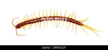Grande centipede rosso con zampe gialle. Centipede della corteccia orientale - Scolopocryptops sexspinosus - isolato su sfondo bianco. Vista dorsale dall'alto in Great de Foto Stock
