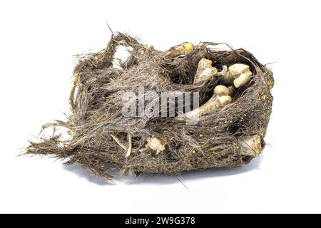 Gufo pellet. Resti rigurgitati di un gufo di ossa prede non digerite, probabilmente di un topo o di un piccolo roditore. Versione completa e ininterrotta. Isolato su sfondo bianco Foto Stock