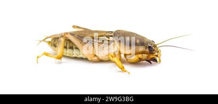 Cricket Southern mole - Scapteriscus o Neoscapteriscus borellii - Vista laterale, isolata su sfondo bianco Foto Stock