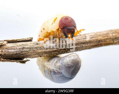 Vista ravvicinata dei vermi di grano bianco che le persone trovano spesso in paesaggi domestici, terreni e prati Foto Stock