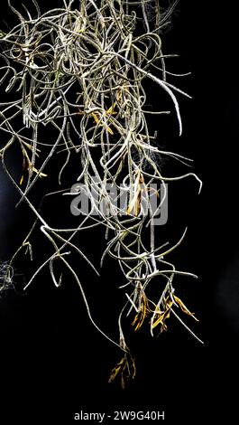 Muschio spagnolo - Tillandsia usneoides - che mostra fiori, fiori o fiori gialli. Isolato su sfondo nero. Foto Stock