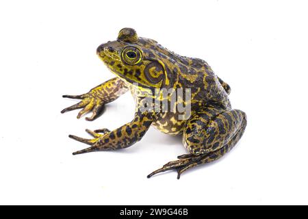 American bullfrog - Lithobates o Rana catesbeianus - maschio grande con timpano più grande delle dimensioni degli occhi. Seduto su tutti i quattro isolati su sfondo bianco Foto Stock