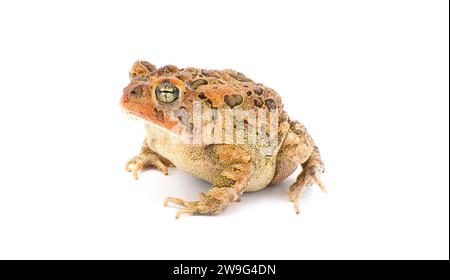 toad isolato su sfondo bianco. Rospo del sud - Anaxyrus Terrestris - vista frontale laterale, pelle scrosciata e scoscesa, adorabile Foto Stock