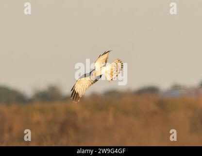 Harrier settentrionale maschile - Circus hudsonius - falco palustre, grigio o grigio fantasma. Caccia su prato con sfondo orizzonte sfocato Foto Stock