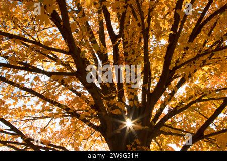 Maple caduta delle foglie, AW Stanley Park di New Britain, Connecticut Foto Stock