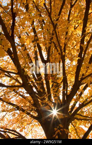 Maple caduta delle foglie, AW Stanley Park di New Britain, Connecticut Foto Stock