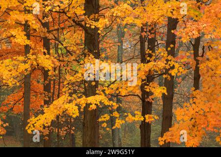 Forest caduta delle foglie, AW Stanley Park di New Britain, Connecticut Foto Stock