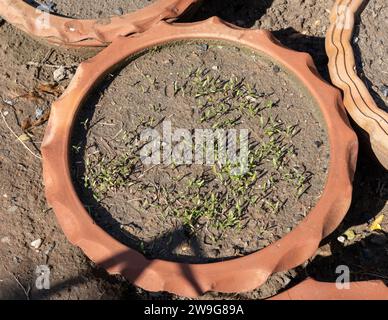 Semi di coriandolo germogliati in vaso di argilla per il giardinaggio domestico Foto Stock