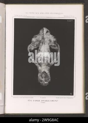 Cranio di un orso, vista dall'alto, c. 1860 - in o prima del 1869 stampa fotomeccanica Franceparisprinter: ParisEditore: ParisParis paper photolitography paleontogy. Animali (+ scheletro di un animale) Francia Foto Stock