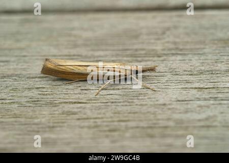 Primo piano naturale su una falena crambida in erba comune, Agriphila tristella seduto su legno Foto Stock