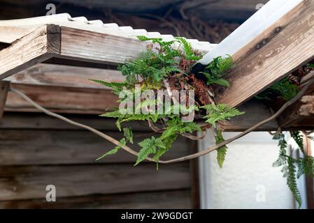 Fern cresce su una grondaia e su una casa. Foto Stock