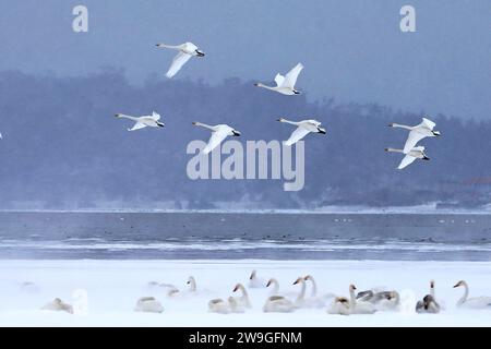 Pechino, provincia cinese di Shandong. 16 dicembre 2023. I cigni Whooper sono raffigurati in una riserva a Rongcheng, nella provincia dello Shandong della Cina orientale, 16 dicembre 2023. Un appuntamento con la neve rinfresca i paesaggi mentre l'inverno lascia i suoi passi nella maggior parte della Cina. Crediti: Wang Fudong/Xinhua/Alamy Live News Foto Stock