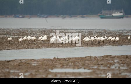 Haikou, provincia cinese di Hainan. 27 dicembre 2023. Le spugne nere sono viste in un parco paludoso a Danzhou, nella provincia di Hainan, nella Cina meridionale, il 27 dicembre 2023. Negli ultimi anni, Hainan ha rafforzato la protezione delle zone umide e degli uccelli. Il numero di spatole nere che svernano qui è costantemente aumentato. Crediti: Fan Yuqing/Xinhua/Alamy Live News Foto Stock