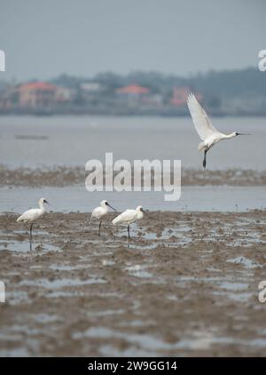 Haikou, provincia cinese di Hainan. 27 dicembre 2023. Le spugne nere sono viste in un parco paludoso a Danzhou, nella provincia di Hainan, nella Cina meridionale, il 27 dicembre 2023. Negli ultimi anni, Hainan ha rafforzato la protezione delle zone umide e degli uccelli. Il numero di spatole nere che svernano qui è costantemente aumentato. Crediti: Fan Yuqing/Xinhua/Alamy Live News Foto Stock