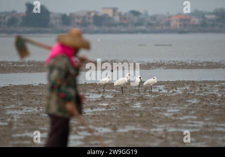 Haikou, provincia cinese di Hainan. 27 dicembre 2023. Le spugne nere sono viste in un parco paludoso a Danzhou, nella provincia di Hainan, nella Cina meridionale, il 27 dicembre 2023. Negli ultimi anni, Hainan ha rafforzato la protezione delle zone umide e degli uccelli. Il numero di spatole nere che svernano qui è costantemente aumentato. Crediti: Fan Yuqing/Xinhua/Alamy Live News Foto Stock