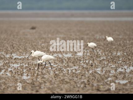 Haikou, provincia cinese di Hainan. 27 dicembre 2023. Spatole nere foraggiano in un parco paludoso a Danzhou, nella provincia di Hainan della Cina meridionale, 27 dicembre 2023. Negli ultimi anni, Hainan ha rafforzato la protezione delle zone umide e degli uccelli. Il numero di spatole nere che svernano qui è costantemente aumentato. Crediti: Fan Yuqing/Xinhua/Alamy Live News Foto Stock