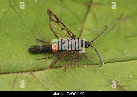 Primo piano naturale su una colorata falena Clearwing con cintura rossa, Synanthedon myopaeformis seduta su una foglia verde Foto Stock