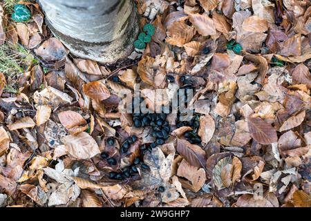 Escrementi di cervi rossi in una foresta italiana su uno sfondo con foglie secche. Stallatico fresco di Cervine di Roe europea (Capreolus capreolus) nel legno di Greenwood. Foto Stock
