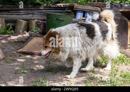 Un cane grasso e arrapato seduto in giardino da vicino Foto Stock