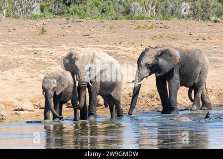 Famiglia di elefanti africani di Bush (Loxodonta africana) con vitello alla sorgente, Addo Elephant National Park, Capo Orientale, Sudafrica Foto Stock