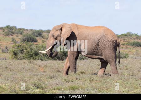 Lone African Bush Elephant (Loxodonta africana) nella prateria savannah Addo Elephant National Park, Capo Orientale, Sudafrica Foto Stock