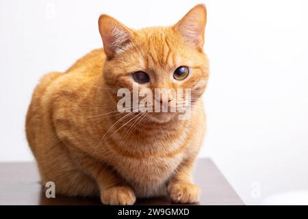 Grande gatto di zenzero ritratto ravvicinato a casa Foto Stock