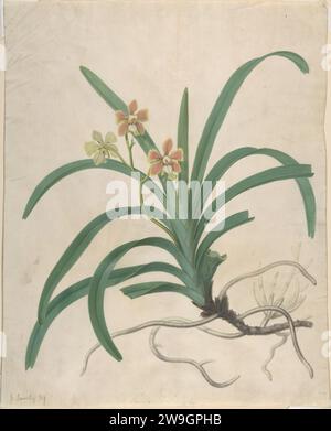 Studio di un'orchidea, 'Vanda Roxburgia' nan di James Sowerby Foto Stock