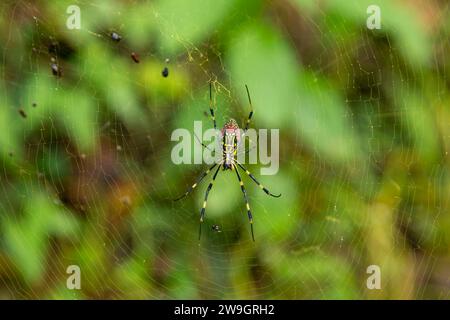 Trichonephila clavata, noto anche come il ragno Joro in Giappone. Foto Stock