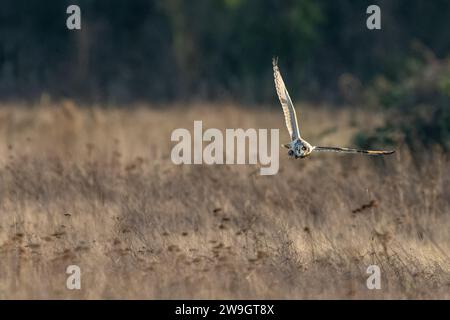 Gufo corto con la cena in un artiglio Foto Stock