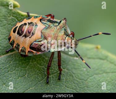 Bronze Shieldbug Final instar nymph (Troilus luridus). Tipperary, Irlanda Foto Stock