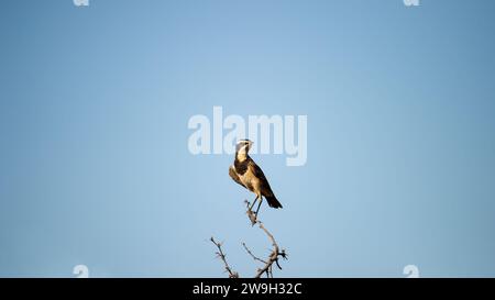 Capped Wheatear ( Oenanthe pileata) Kgalagadi Transborder Park, Sudafrica Foto Stock