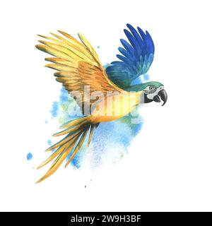 Pappagallo tropicale blu-giallo macaw. Illustrazione botanica ad acquerello disegnata a mano. Elemento isolato su sfondo blu. Foto Stock