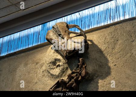 Il cranio fossilizzato di un giovane camarasaurus nella Quarry Exhibit Hall of Dinosaur National Monument nello Utah. Questo è il più completo sauropod ske Foto Stock