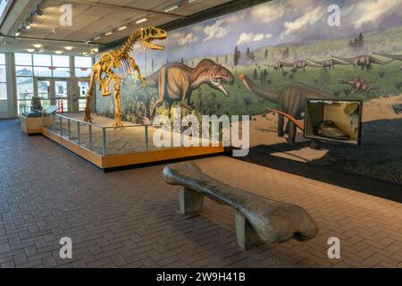 Reperti fossili nella Quarry Exhibit Hall nel Dinosaur National Monument. Jensen, Utah. Notate le panchine a forma di ossa delle gambe dei dinosauri. Foto Stock