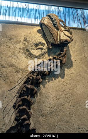 Il cranio fossilizzato e il collo di un giovane camarasaurus nella Quarry Exhibit Hall of Dinosaur National Monument nello Utah. Questa è la sauro più completa Foto Stock