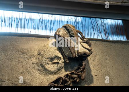Il cranio fossilizzato di un giovane camarasaurus nella Quarry Exhibit Hall of Dinosaur National Monument nello Utah. Questo è il più completo sauropod ske Foto Stock