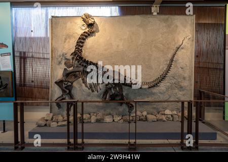 Scheletro fossilizzato di un giovane camarasaurus nella Quarry Exhibit Hall of Dinosaur National Monument nello Utah. Questo è lo skel di sauropode più completo Foto Stock