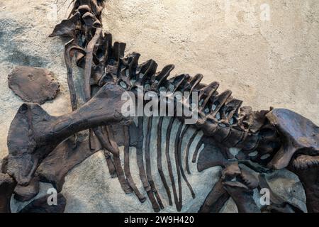 Scheletro fossilizzato di un giovane camarasaurus nella Quarry Exhibit Hall of Dinosaur National Monument nello Utah. Questo è lo skel di sauropode più completo Foto Stock