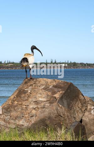 Australian White Ibis arroccato sulla roccia, lungo il fiume a Ballina, nuovo Galles del Sud, Australia Foto Stock