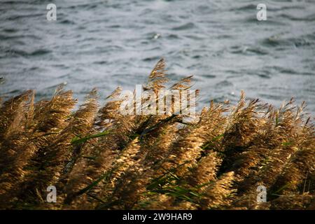 Foto stupenda di piante di canne che oscillano nel vento nella spiaggia dell'isola vicino al mare in Finlandia. Foto Stock