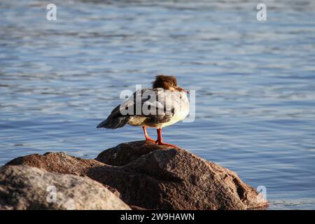 Goosander seduto su una roccia pacificamente nella bella alba della mattina d'autunno Foto Stock