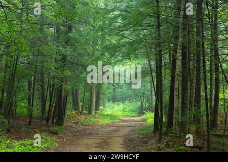 East Ridge Trail, Nipmuck State Forest, Connecticut Foto Stock