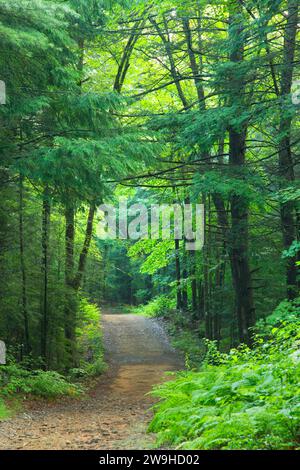 East Ridge Trail, Nipmuck State Forest, Connecticut Foto Stock